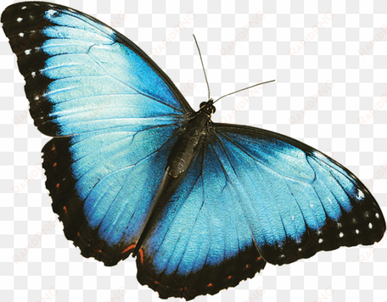 morpho azul - black and blue butterfly png
