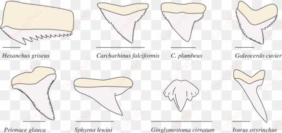 morphological diversity in shark teeth - shark tooth