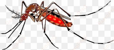 mosquito-borne disease dengue fever wolbachia insect - mosquito chikungunya