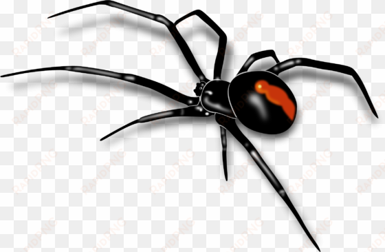 Mosquito Clipart Spider Insect - Transparent Background Spider Png transparent png image