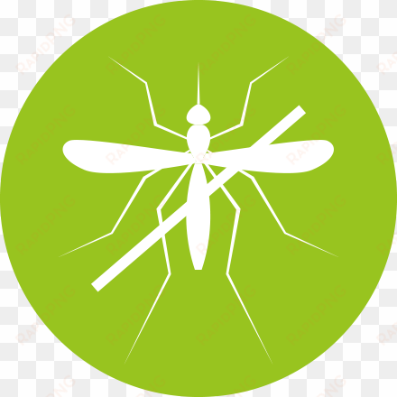 mosquito control - mosquito
