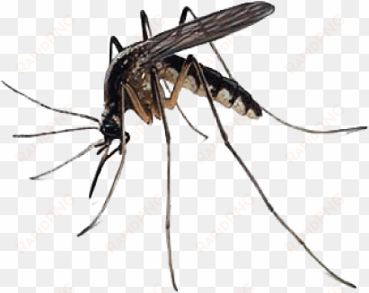 mosquito free download png - mosquito transparent