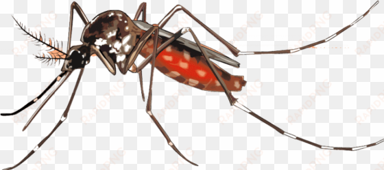 mosquito png background image - mosquito chikungunya