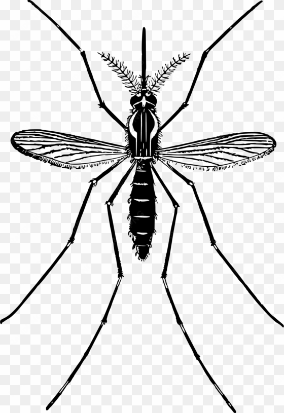 mosquito png free download - black and white mosquito clipart