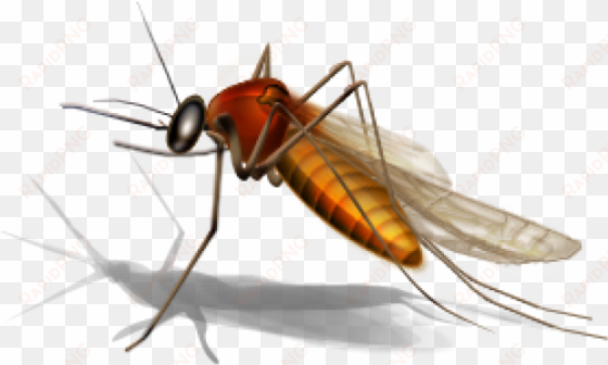 mosquito png transparent images - office com west nile virus
