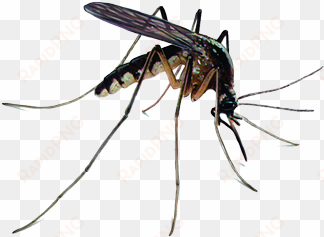 mosquitoes - ridpest - zika virus mosquito png