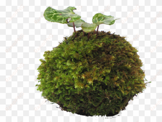 moss ball, kokedama, cyclamen, living green,a little - kokedama
