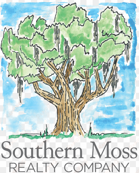 moss drawing watercolor - southern moss realty