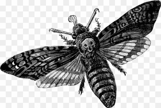 Moth Clipart Transparent Tumblr - Death Head Moth transparent png image