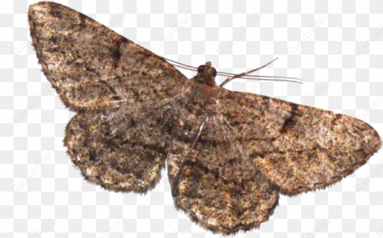 moth png transparent picture - moth and lamp meme