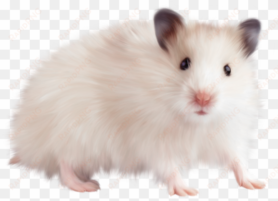 mouse animal free png image - mouse animal png