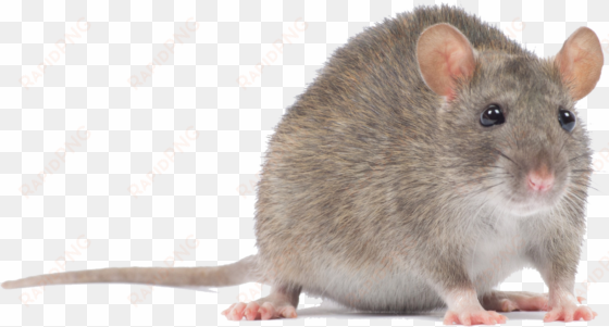 mouse - mouse animal png