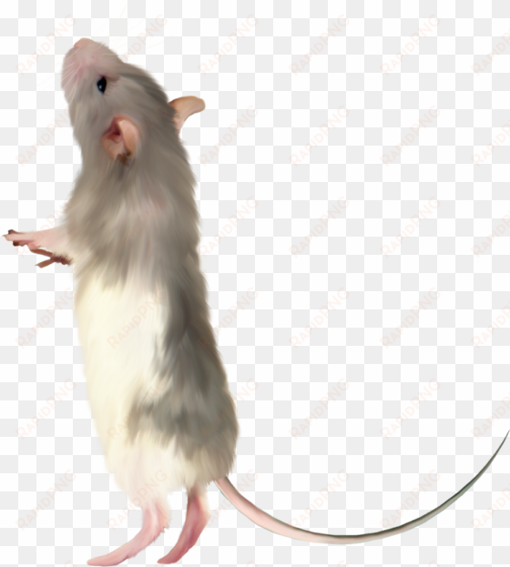 mouse .png