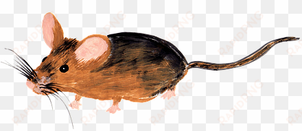 mouse, watercolor, isolated, handpainted - watercolor painting