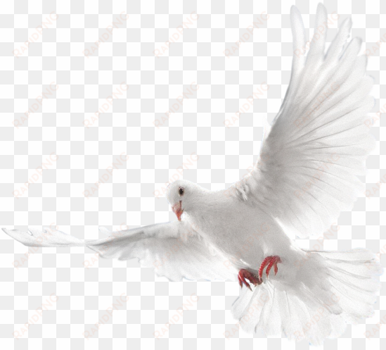 mq white dove bird birds animal animals - arctic tern