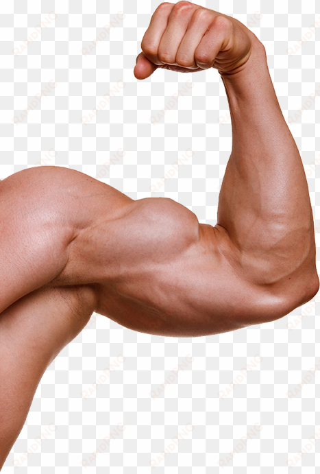 muscle arm png - muscle png