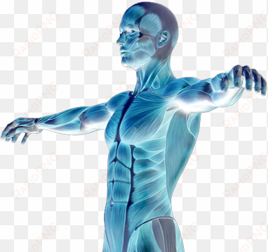 muscle degenerative diseases - human body png transparent