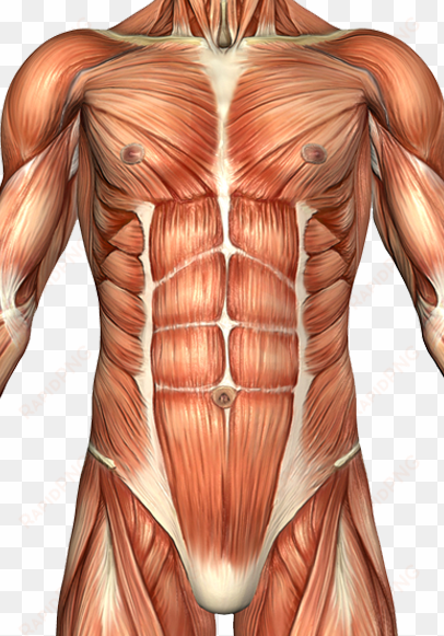 muscles of the abdominal wall clipart free library - musculus rectus abdominis