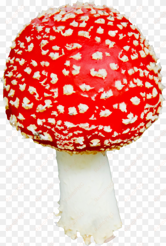 mushroom png image