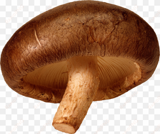 mushroom png image - transparent background mushroom clipart