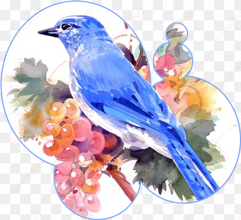 my arms around his neck, - mountain bluebird