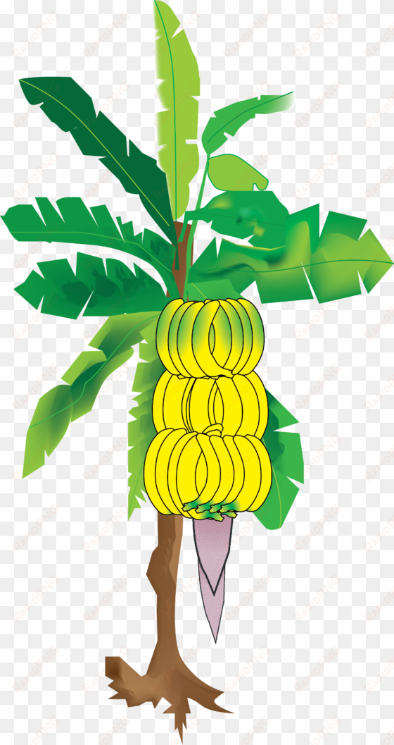 my illustration of the banana tree from sun's eye an - banana tree hd imajes