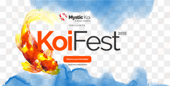 mystic koi 2018 koi grow out selection and koi festival - sculptra aesthetic