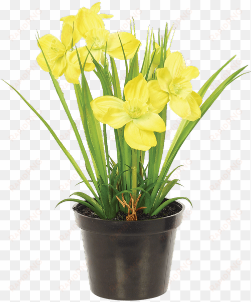 narcissus bush in planter, yellow - flax-leaved tulip