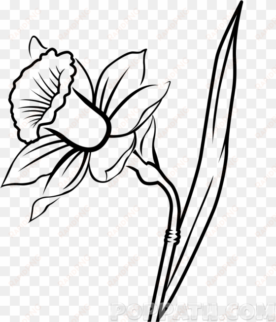 narcissus flower drawing at getdrawings - drawing of a daffodil