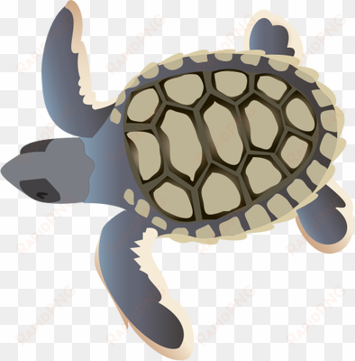 natator depressa - sea turtle hatchling cartoon