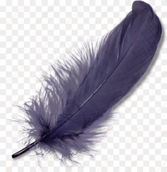 nature - feathers - feather png