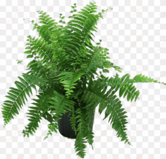 nature - ferns in pot