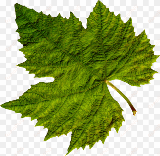 nature - grape leaf png