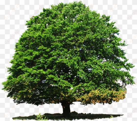 nature great tree png image - transparent tree