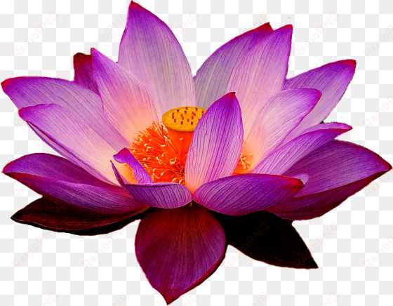 nelumbo nucifera lotus yoga fit flower clip art - lotus png