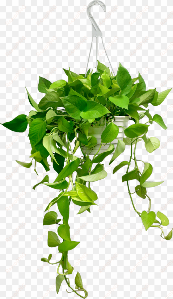 neon pothos hanging basket - pothos hanging