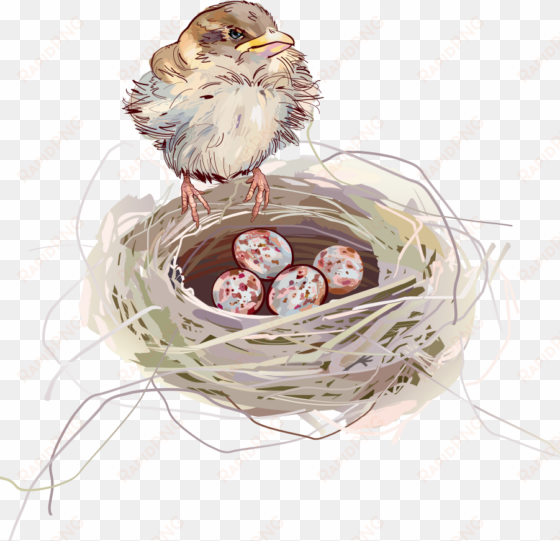 nest png background - bird on a nest cartoon