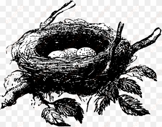 nest png images transparent free download - clipart black and white bird nests