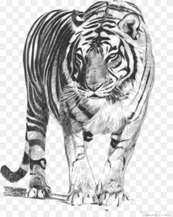 net - royal bengal tiger sketch