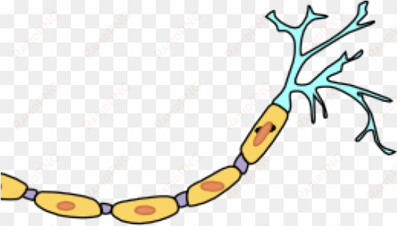 neuron clipart animated - regions of the neuron