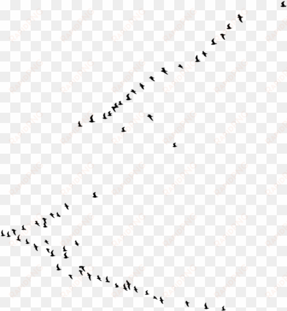 new birds png - transparent background with birds