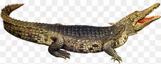 nile crocodile american alligator - répteis png
