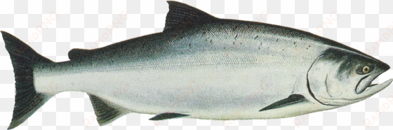 noaa report establishes chinook monitoring framework - king salmon clip art