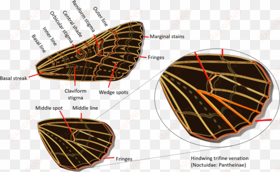 noctuidae wings - geometridae versus noctuidae