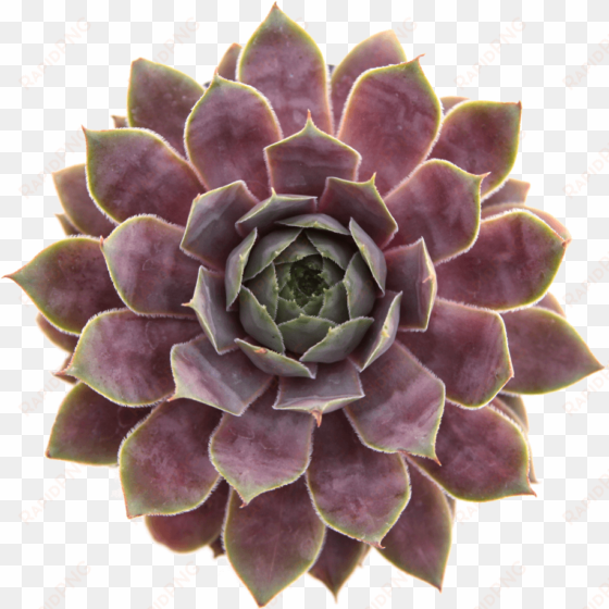 non toxic pet safe succulents - succulent plant