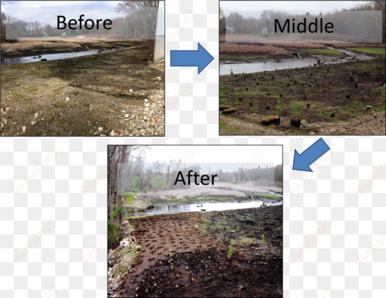 none of this would have been possible without the hard-work - freshwater marsh