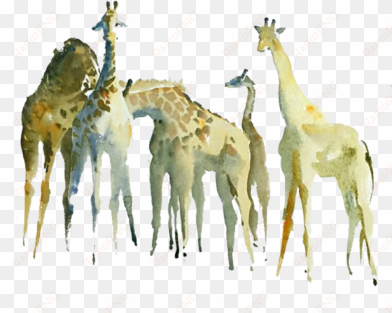 northern giraffe watercolor painting drawing - northern giraffe