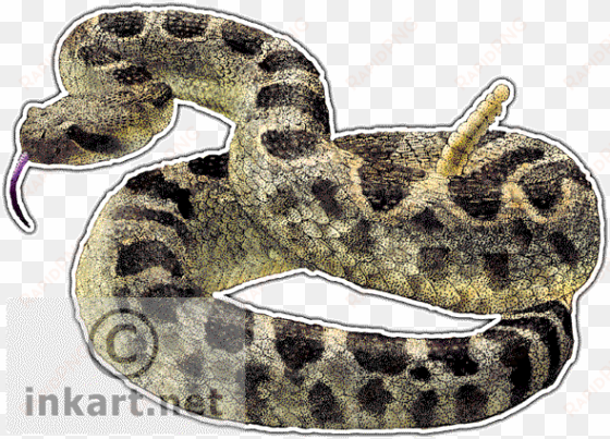 northern pacific rattlesnake decal - northern pacific rattlesnake gif