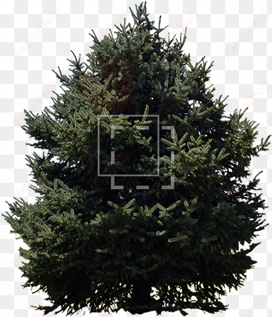 norway spruce tree - tree