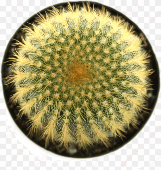 notocactus - cactus ball